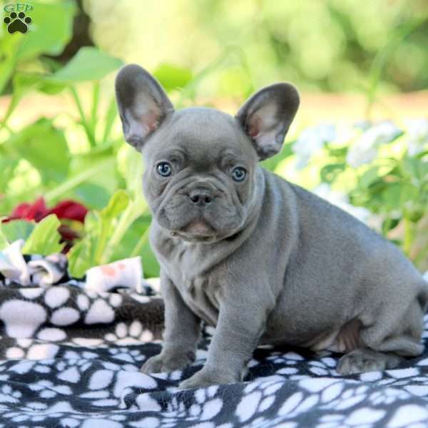 Winston, French Bulldog Puppy