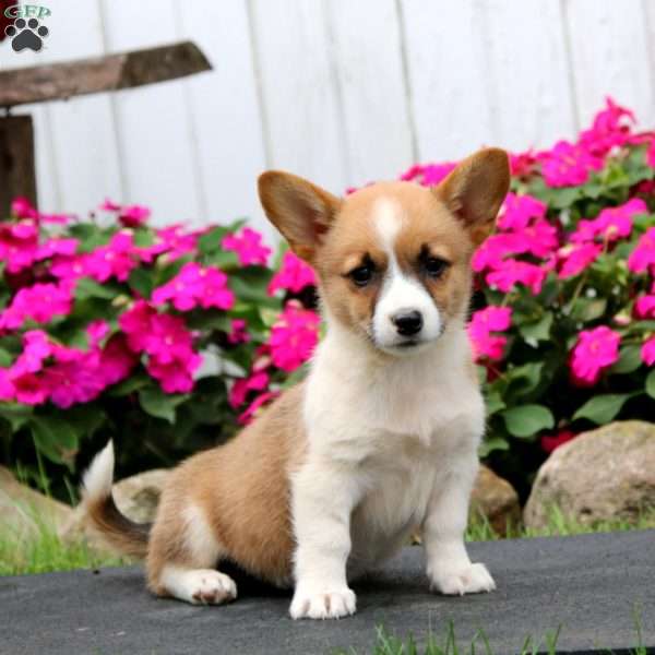 Wonder, Pembroke Welsh Corgi Puppy