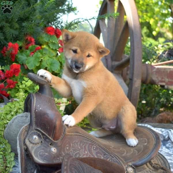 Wrangler, Shiba Inu Puppy