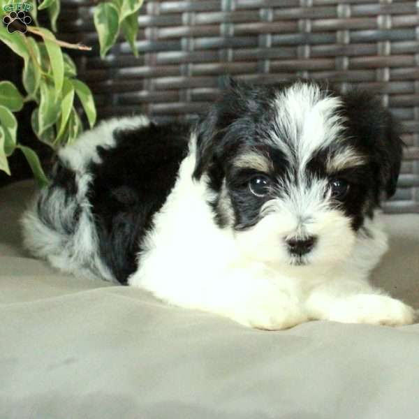 Wren, Havanese Puppy