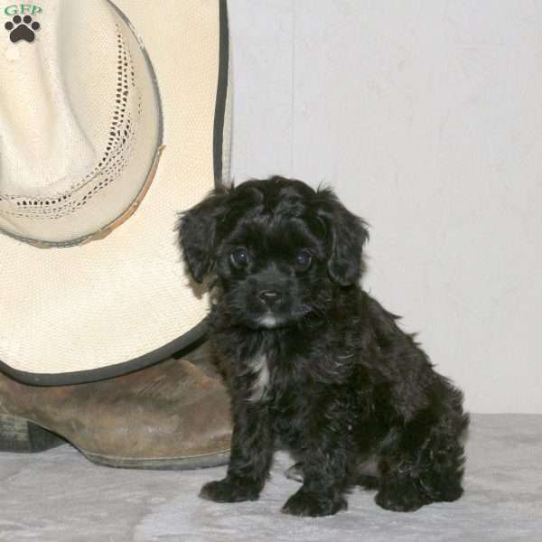 Wren, Cavapoo Puppy