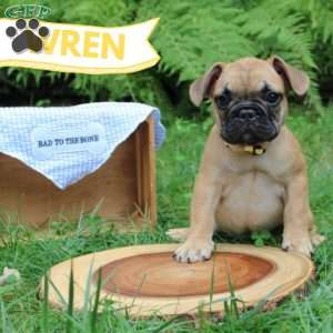 Wren, French Bulldog Puppy