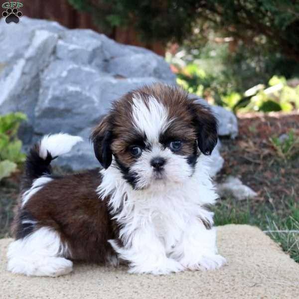 Wrenley, Shih Tzu Puppy