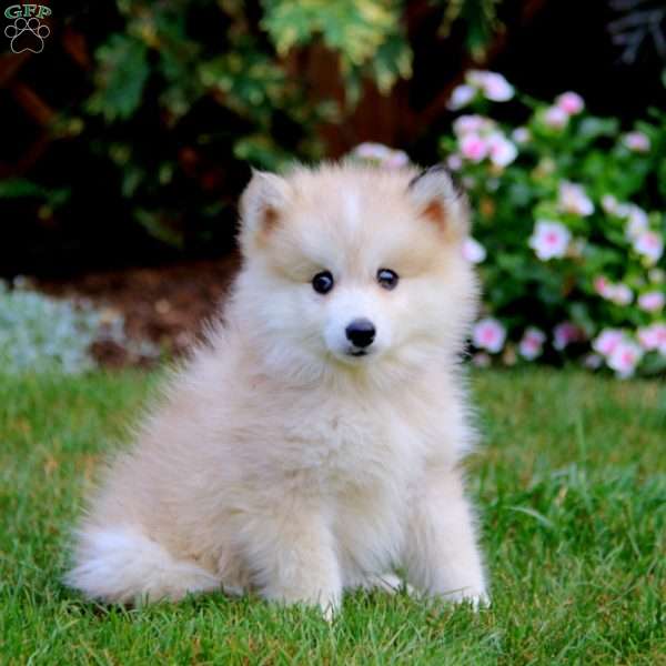 Wyatt, Pomsky Puppy