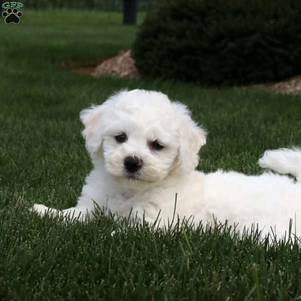 Wyatt, Bichon Frise Puppy