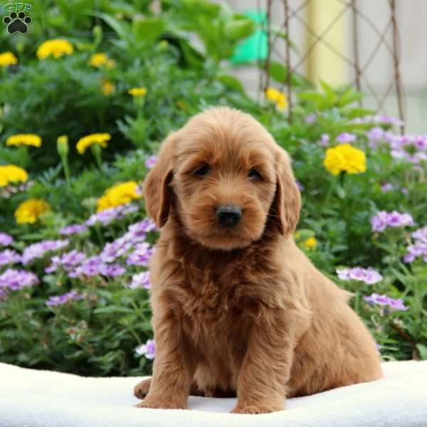 Velox F2, Mini Goldendoodle Puppy