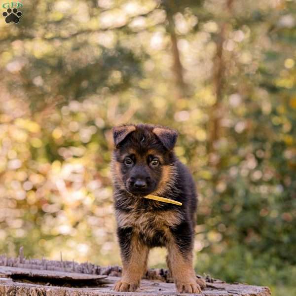 Waylon, German Shepherd Puppy