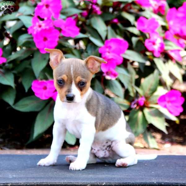 Zach, Chihuahua Mix Puppy