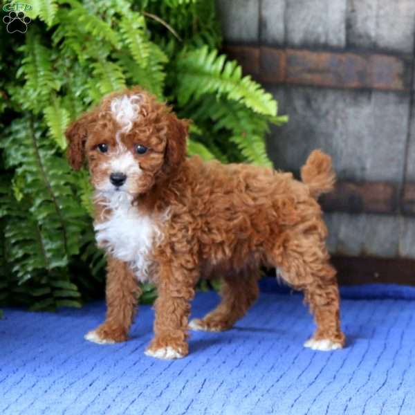 Zack, Toy Poodle Puppy