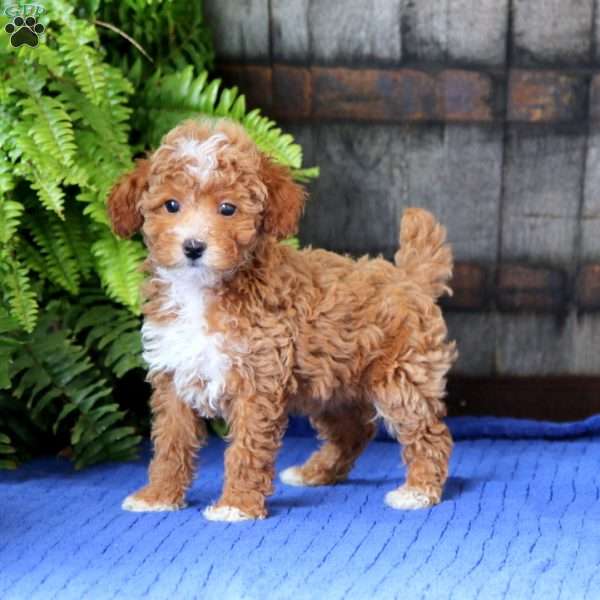 Zadie, Toy Poodle Puppy