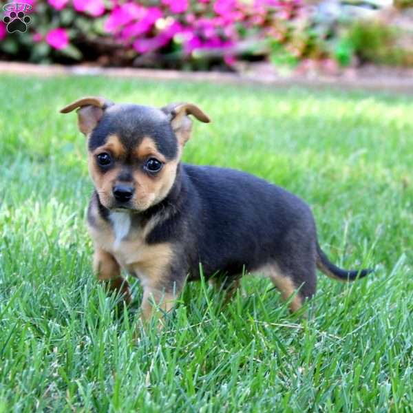 Zander, Chihuahua Mix Puppy