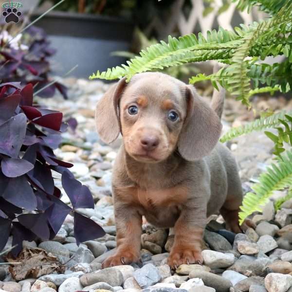 Zander-Miniature, Dachshund Puppy