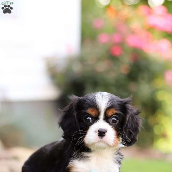 Zane, Cavalier King Charles Spaniel Puppy