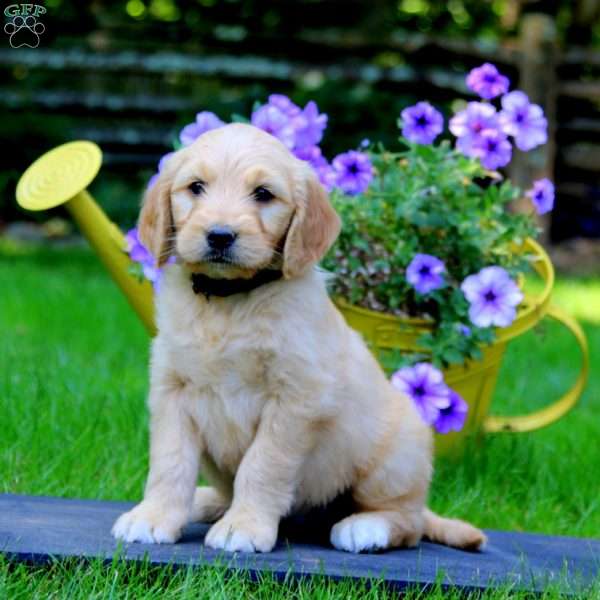 Zavery, Goldendoodle Puppy