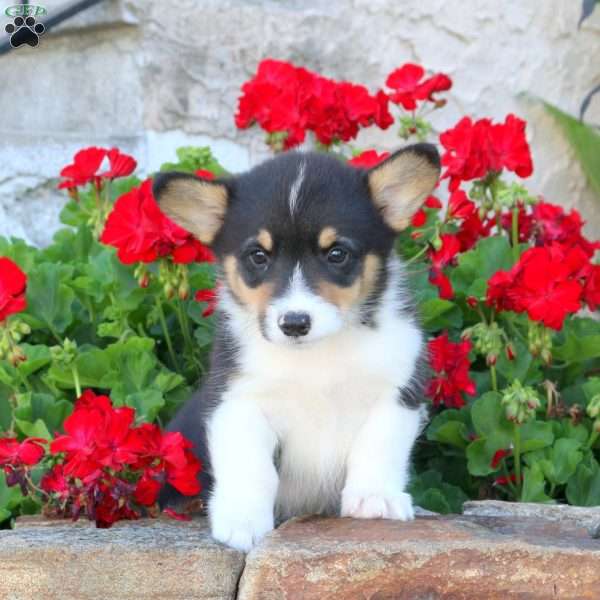 Zeke, Pembroke Welsh Corgi Puppy