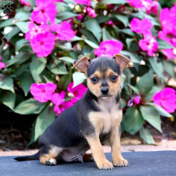 Zeke, Chihuahua Mix Puppy