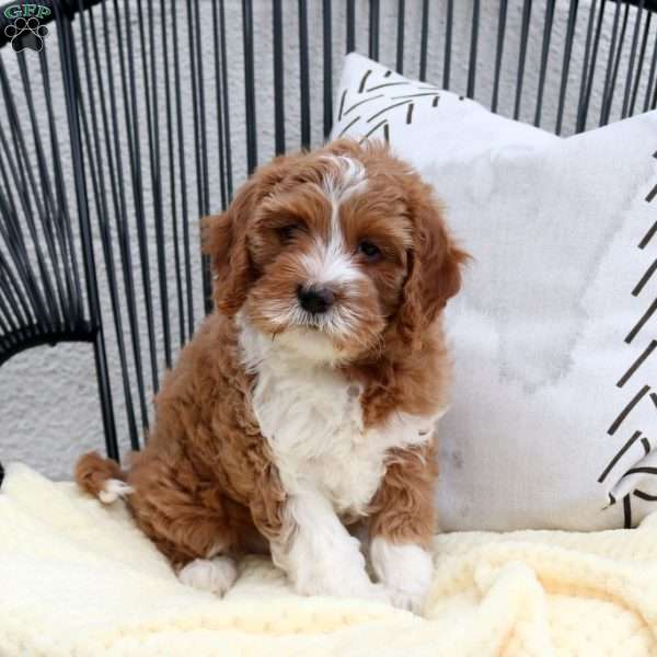 Zelda, Cavapoo Puppy