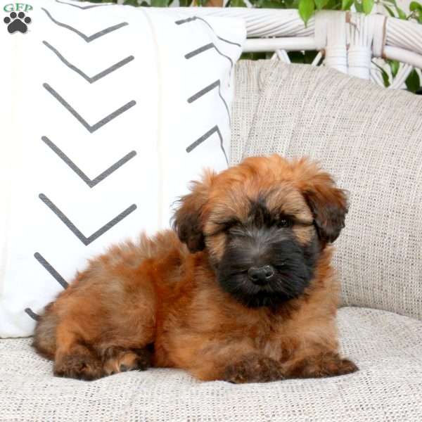 Ziggy, Soft Coated Wheaten Terrier Puppy