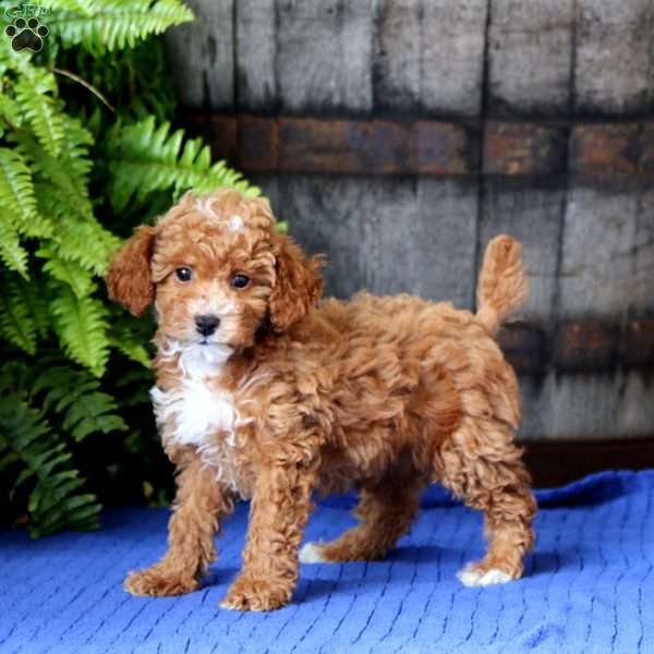 Zippy, Toy Poodle Puppy