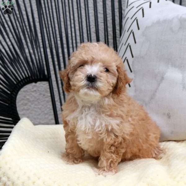 Ziva, Cavapoo Puppy