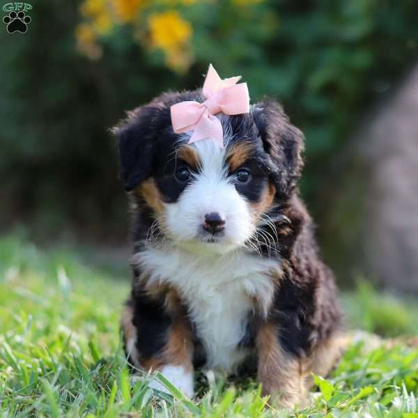 Zoe, Mini Bernedoodle Puppy