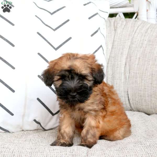 Zoey, Soft Coated Wheaten Terrier Puppy