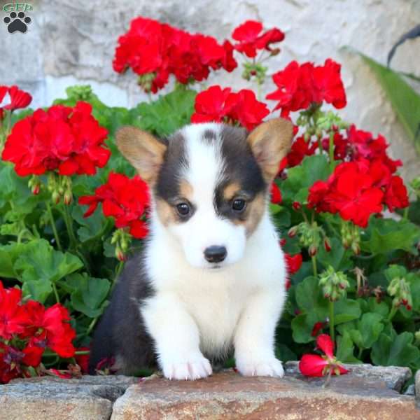 Zoey, Pembroke Welsh Corgi Puppy