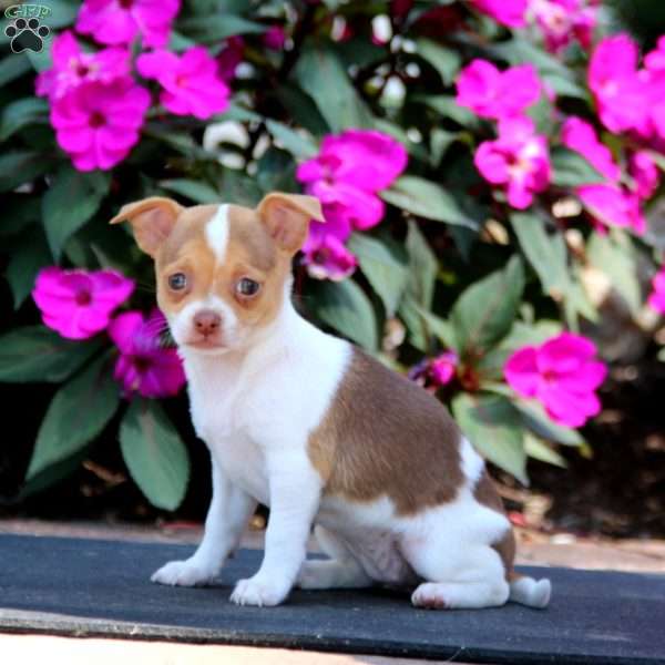 Zoey, Chihuahua Mix Puppy