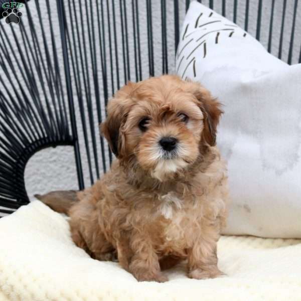 Zoey, Cavapoo Puppy