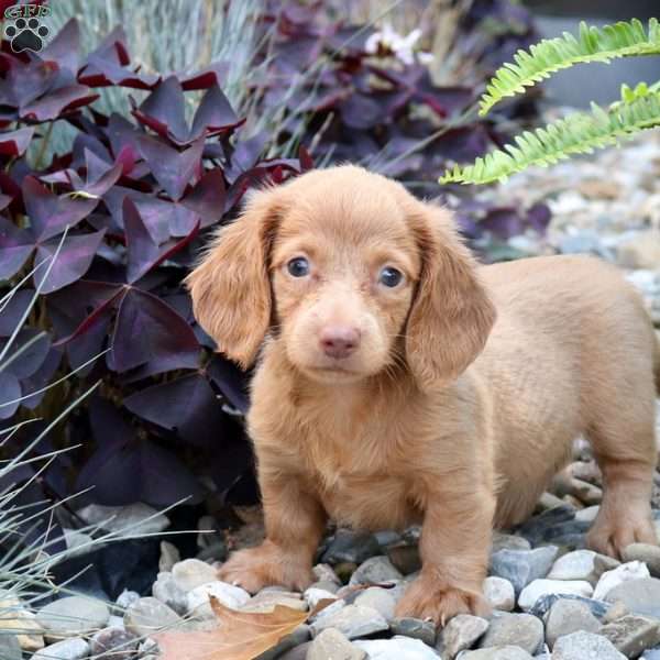 Zoey-Miniature, Dachshund Puppy