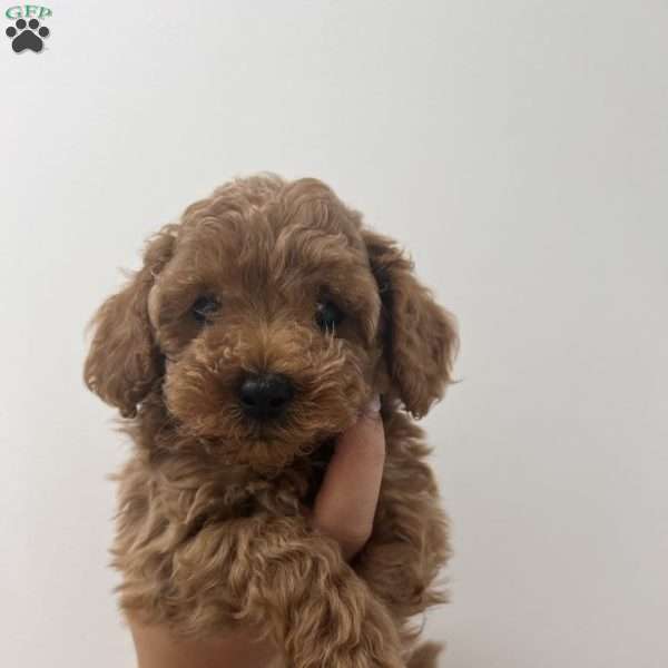 Coco, Cavapoo Puppy