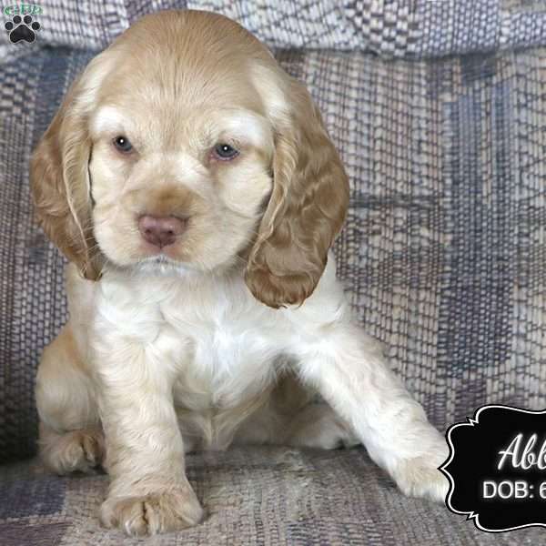 Abby, Cocker Spaniel Puppy