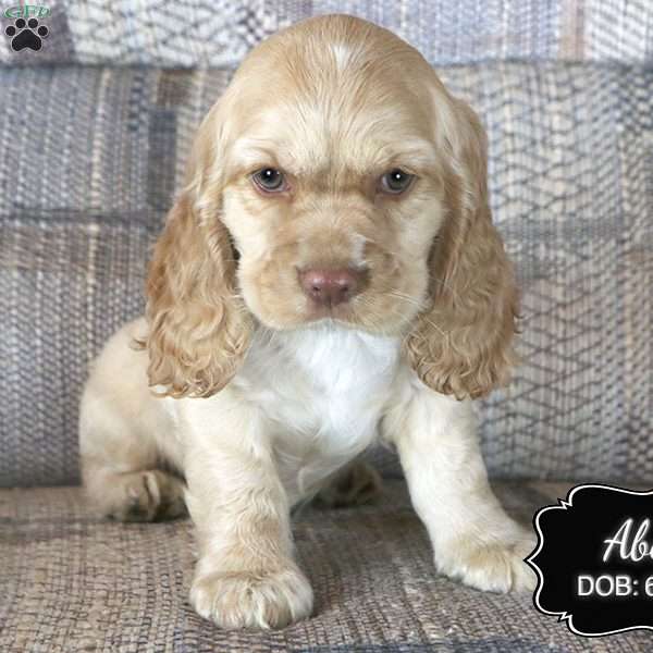 Abe, Cocker Spaniel Puppy