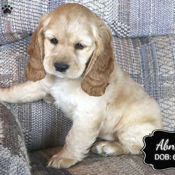 Abner, Cocker Spaniel Puppy