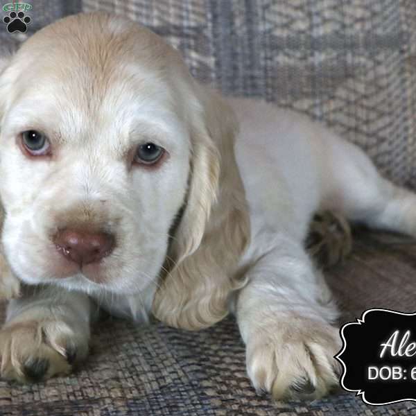 Alex, Cocker Spaniel Puppy