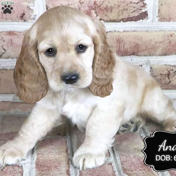 Andy, Cocker Spaniel Puppy