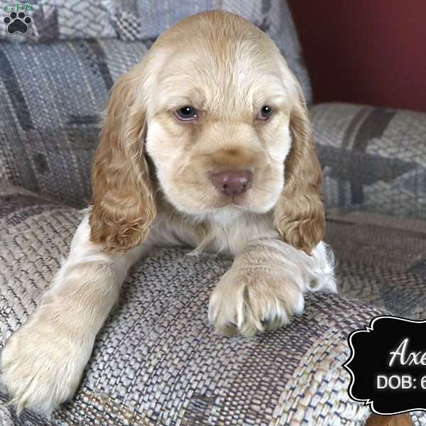 Axel, Cocker Spaniel Puppy