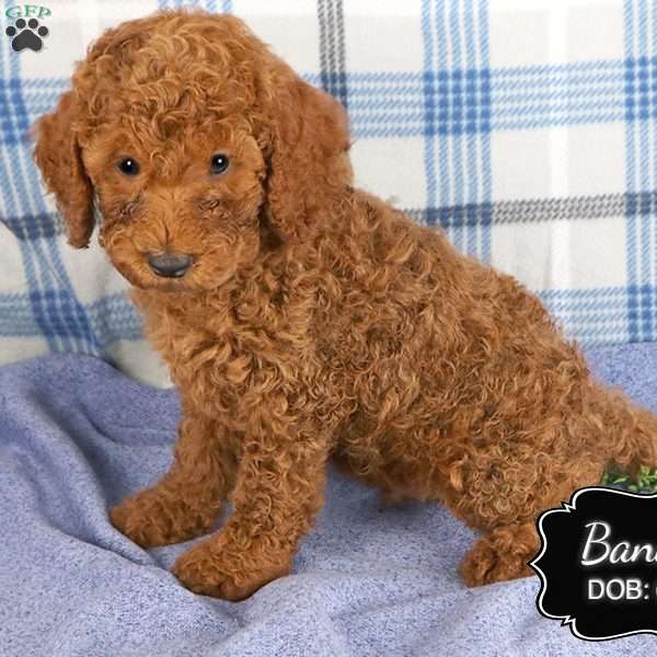 Bandit, Cockapoo Puppy