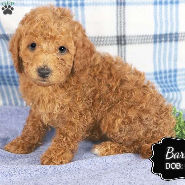 Barbie, Cockapoo Puppy