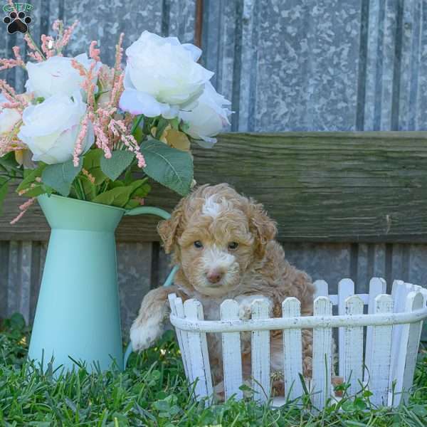 Belle, Mini Bernedoodle Puppy