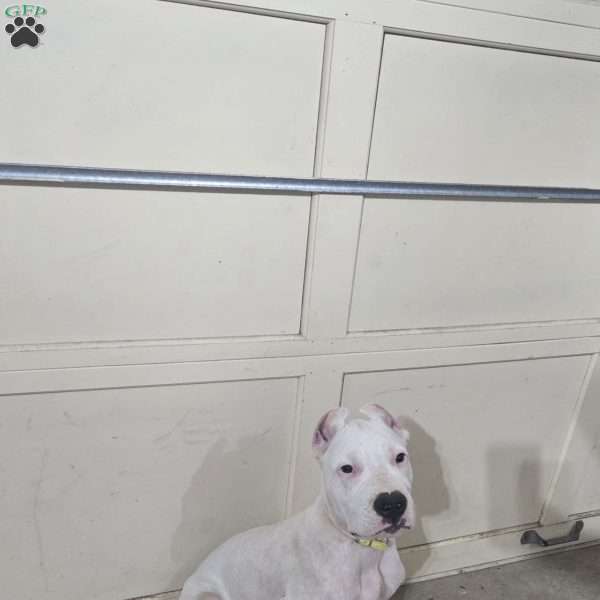 Sunshine, Dogo Argentino Puppy