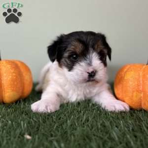 Carson, Biewer Terrier Puppy