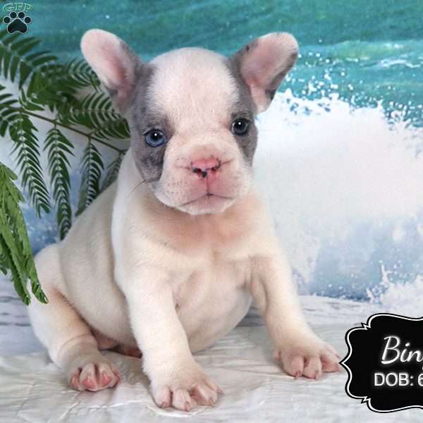 Bingo, French Bulldog Puppy