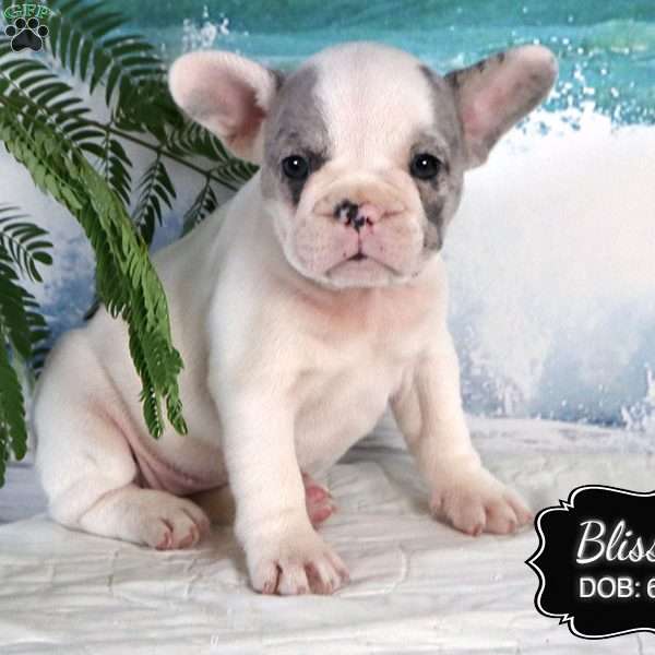 Blissful, French Bulldog Puppy