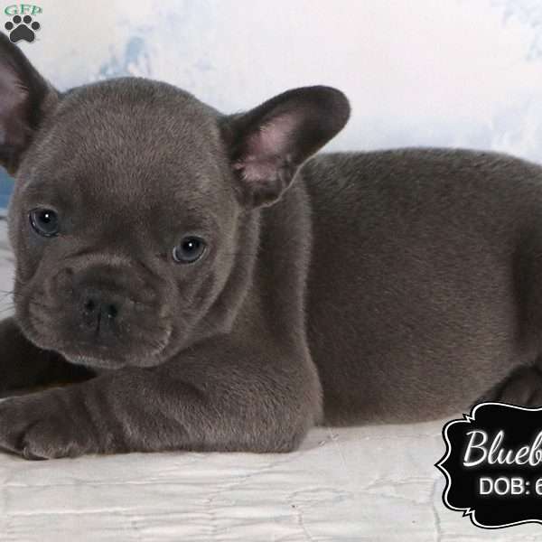 Blueberry, French Bulldog Puppy