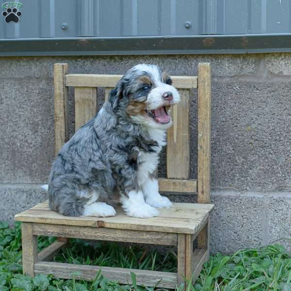 Bubba, Mini Bernedoodle Puppy