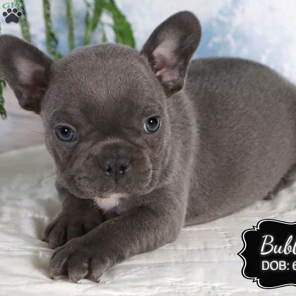 Bubbles, French Bulldog Puppy