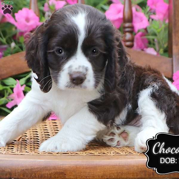 Chocolate, Cocker Spaniel Puppy