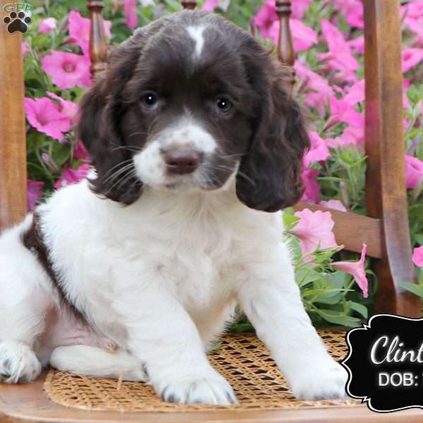 Clinton, Cocker Spaniel Puppy