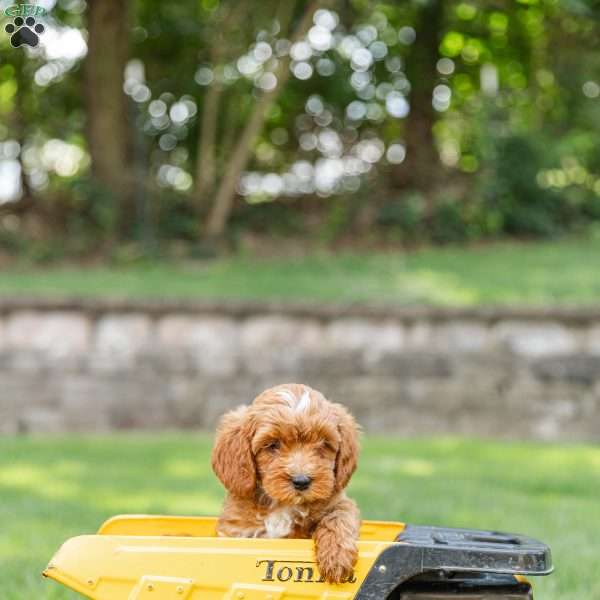 Hank, Cockapoo Puppy